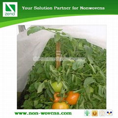 Fruit covering non woven