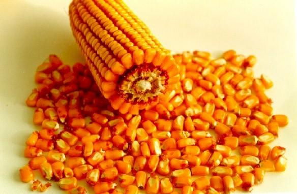 yellow corn(maize)