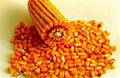 yellow corn(maize) 1