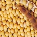 Soybean Extract 1