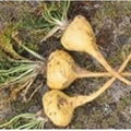 Maca extract