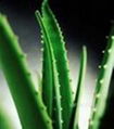 Aloe extract