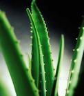 Aloe extract