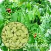 Green coffee bean extract