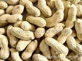 Peanuts