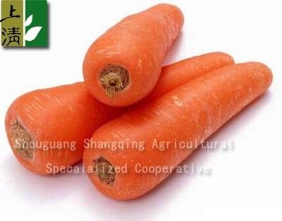 fresh carrot 
