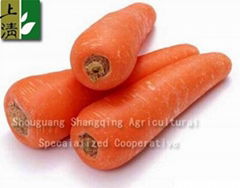 fresh carrot 