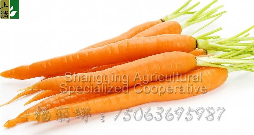 fresh carrot  2