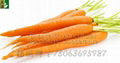 fresh carrot  2