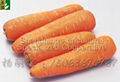 2012 new crop Chinese carrot  1