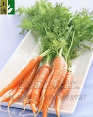Bright red fresh carrot