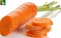 70g-150g new crop carrot