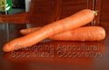 Chinese carrot exporter 1