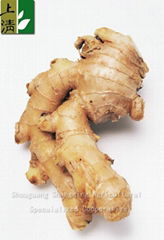 fresh ginger Chinese new crop 2012