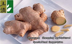 varieties of ginger