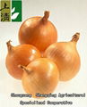 2012 new crop Chinese yellow and red onion 