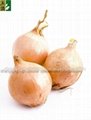 harvest onions 2012 new crop
