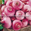 farm fresh red onion