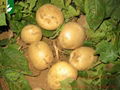 fresh potato new crop 2012