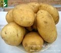 fresh potato new crop 2012