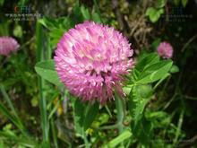 Red Clover P.E.