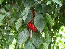 Schisandra Chinensis P.E.