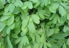 Corydalis P.E.