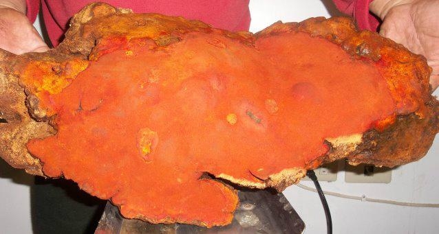 牛樟菇 (中国 福建省 生产商) - 食用菌 - 农产