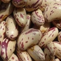 Light Speckled Kidney beans,Long Shape