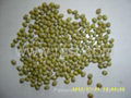 Mung Beans 2