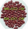 Dark Red Kidney Beans 1