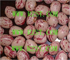 Light Speckled Kidney Beans-round