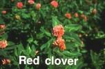 Red Clover P.E.