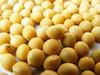 soybean plant extract 1