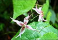 Epimedium Plant Extract 1