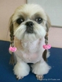 dog bows.pet grooming,dog hair grooming