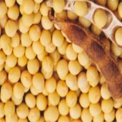 Soybean P.E.