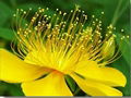 St. John’s Wort P.E.  1