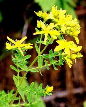 St. John’s Wort P.E.  2