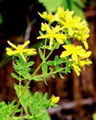 St. John’s Wort P.E.  2