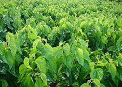 Mulberry Leaf Extract