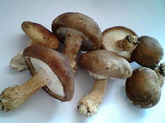 Shiitake mushroom Extract