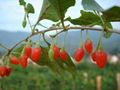 Barbury Wolfberry fruit P.E.