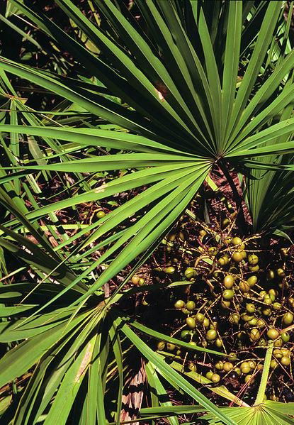 Saw Palmetto P.E.