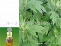 wormwood oil