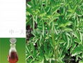 angelica dahurica oil