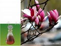 Magnolia Flower Oil 1