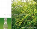 weeping forsythia oil 1