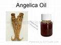 Angelica Oil 3