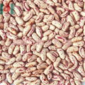 speckled kidney bean 2